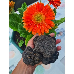 TRUFFES FRAICHES D ETE DE PROVENCE
